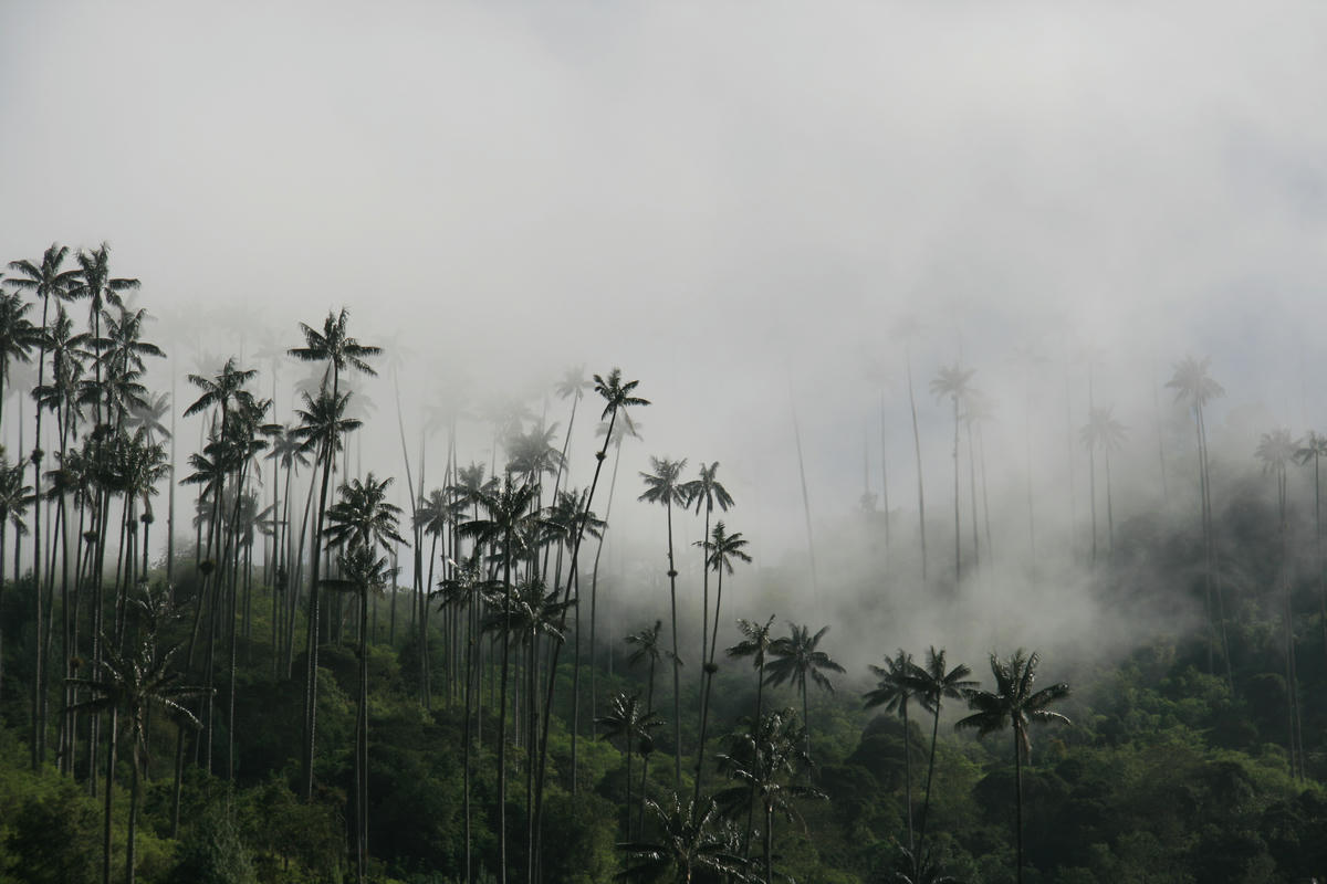 Tall palm trees with fog in Colombia